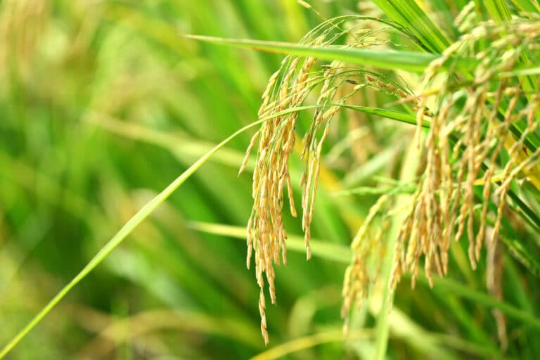 La importancia del agua en el arrozal