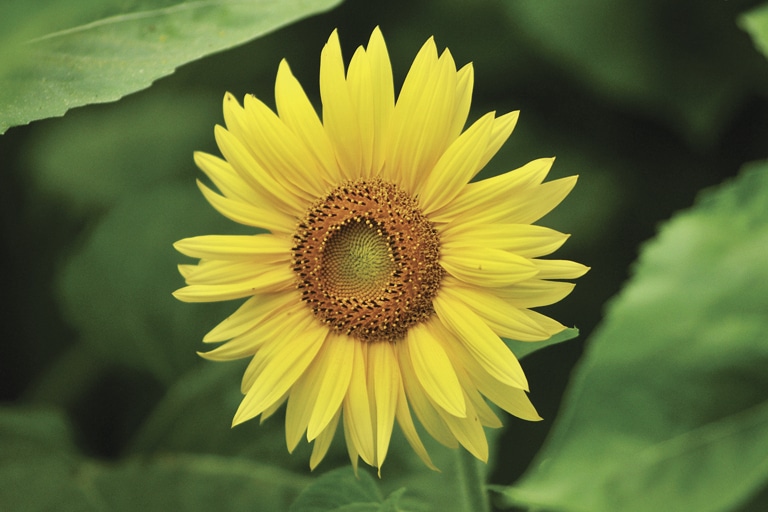 Una flor de girasol alto oleico en un plano detalle rodeado de hojas