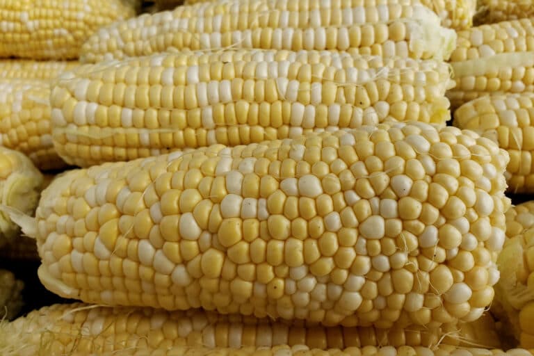 El maíz llegó a España en el siglo XVII